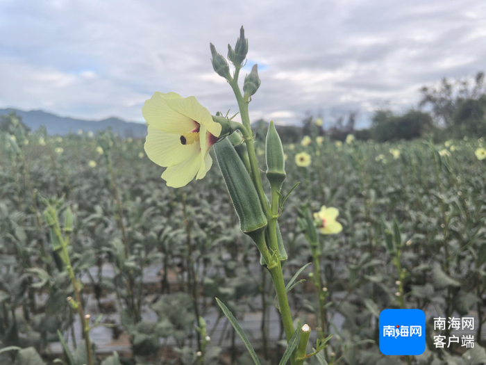 三亚种植的黄秋葵。记者 利声富 摄