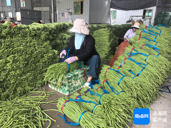 三亚崖州果蔬批发市场，工人在打包豇豆。记者 利声富 摄