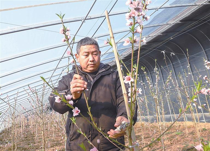     在固安县板材村错季桃种植大棚内，技术管理员正修剪果树。    本报记者 刘飞 本报通讯员 万倩 摄