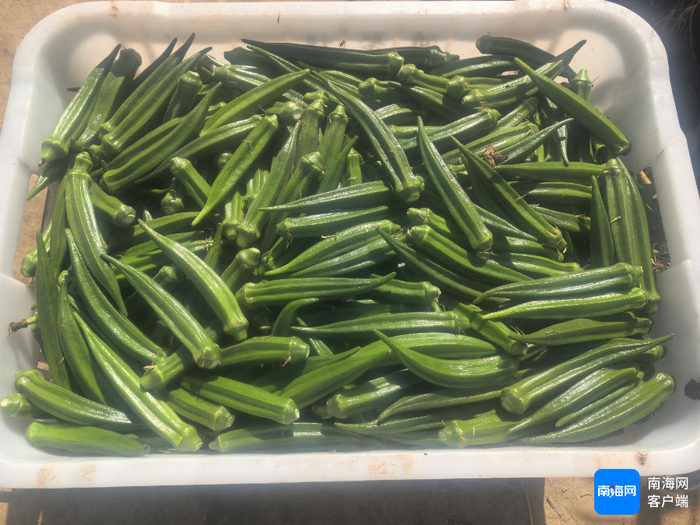 三亚种植的黄秋葵。记者 利声富 摄