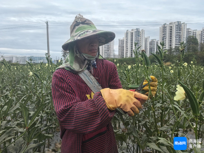 三亚种植的黄秋葵。记者 利声富 摄