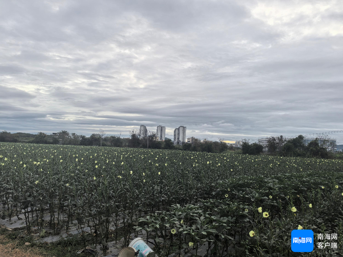 三亚种植的黄秋葵。记者 利声富 摄