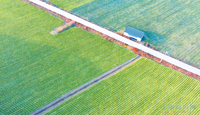 航拍的房县军店镇汤峪村蔬菜基地 张启龙 摄