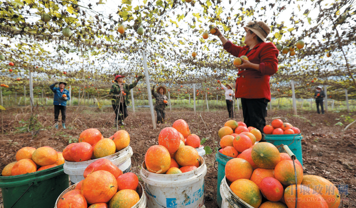 房县中药材远销海外 张启龙 余杉 摄