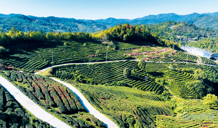 荒山变茶山 富绿两相宜 张启龙 余杉 摄