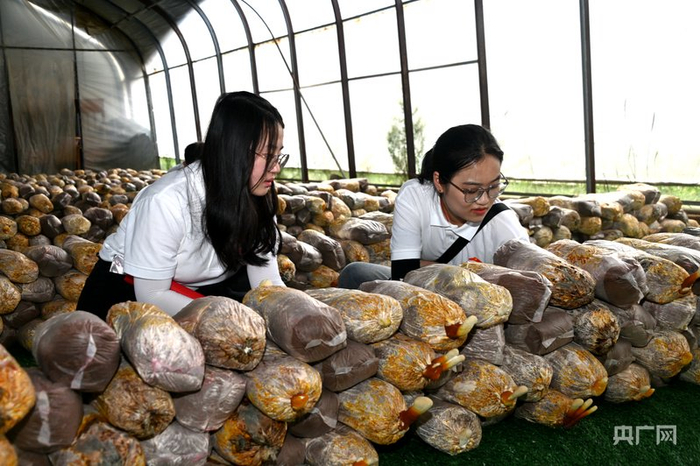 　　科技人员正在甘肃高科农牧生态有限公司示范基地查看菌棒情况（央广网发 崔翔龙 摄）