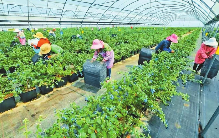 蓝莓采摘 通讯员 陈华英 摄