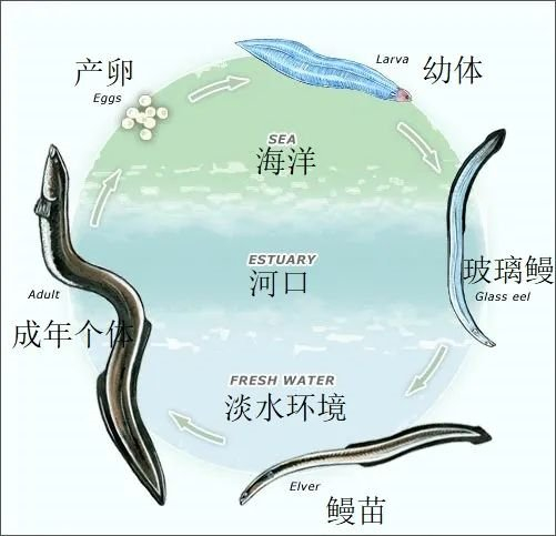 长鳍鳗的生命周期，图源：Te Ara The Encyclopedia of New Zealand