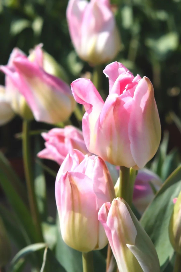 图源：Olivialailai