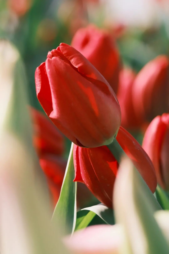 图源：Olivialailai