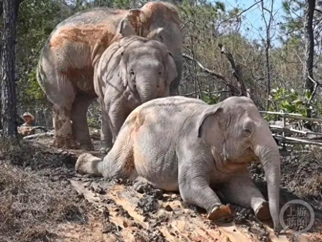 大象从土坡滑下。/网络图