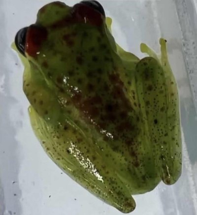 瞻星蛙属蛙