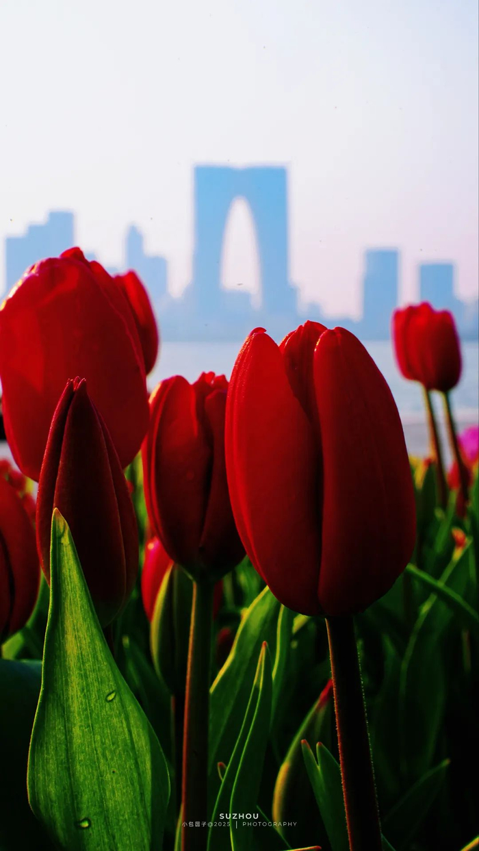 图源：小包圆子