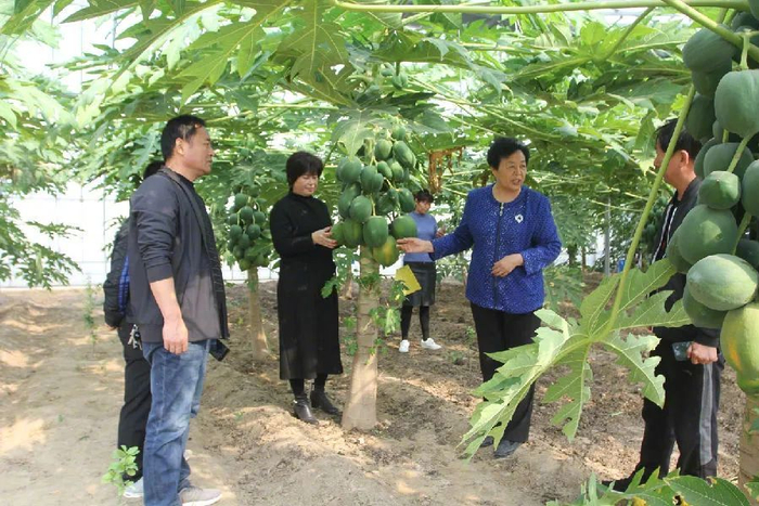 王银香（右二）在有机生态大棚了解情况。