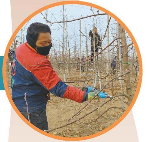 2月14日，群众在永寿县马坊镇东张村苹果基地修剪果树。 通讯员 李建龙摄