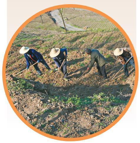 2月13日，白河县仓上镇红花村村民在整理土地。 通讯员 刘晓虎摄