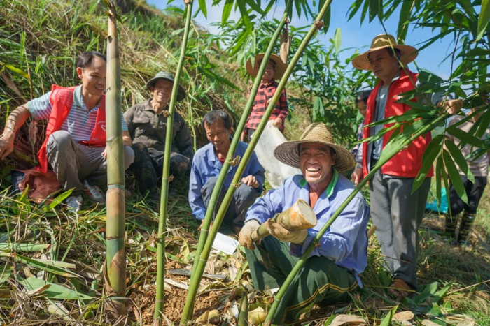 古蓬镇龙利村群众积极参与竹笋种植管护工作（资料图）