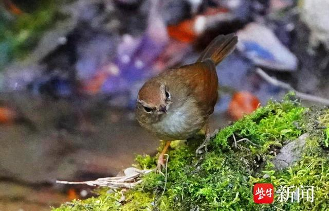 图为强脚树莺出现在紫金山上