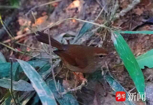 图为强脚树莺出现在紫金山上