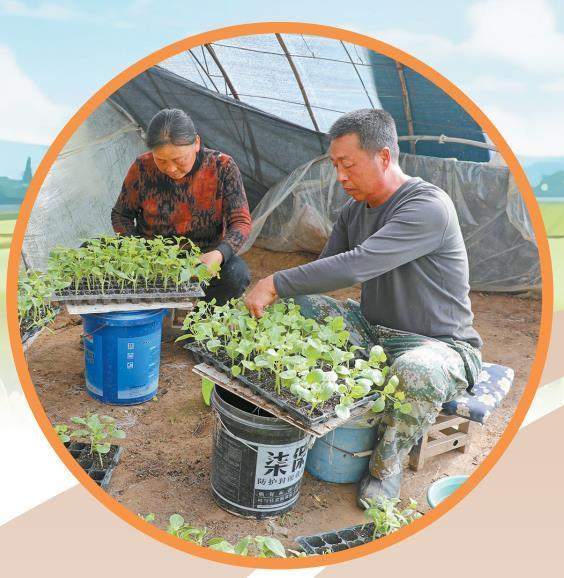 2月17日，绥德县白家硷镇白家硷村村民在进行大棚育苗。 受访单位供图