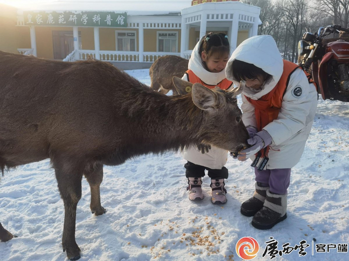广西“小砂糖橘”在黑龙江平山神鹿滑雪场与小鹿亲密互动。广西旅游协会供图