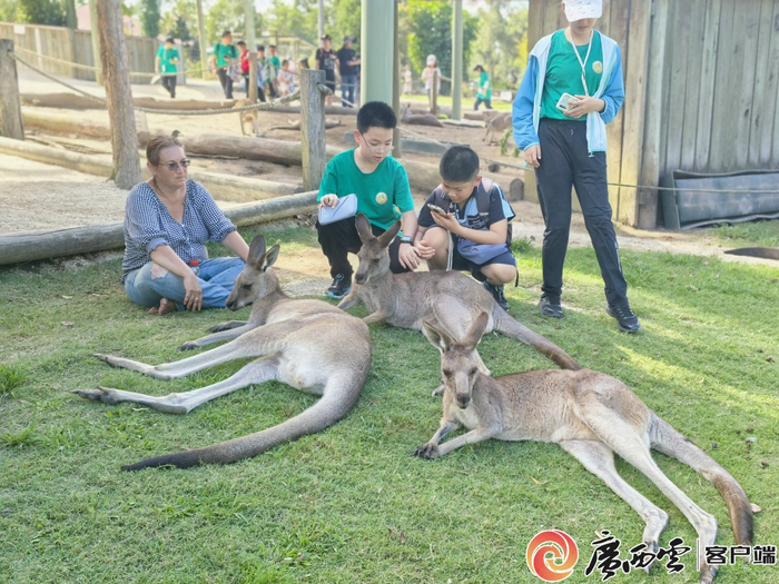 在澳大利亚，来自南宁市民主路小学的同学们与袋鼠亲密互动。罗燕婷 摄