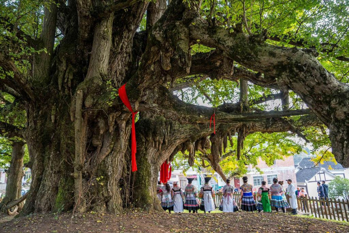 　　图为贵州省毕节市小坝镇莺戈岩村树龄超过1700年的古银杏树。（贵州省林业局供图）