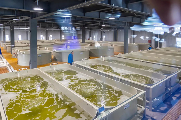 鱼苗孵化车间。梁冠贤/摄