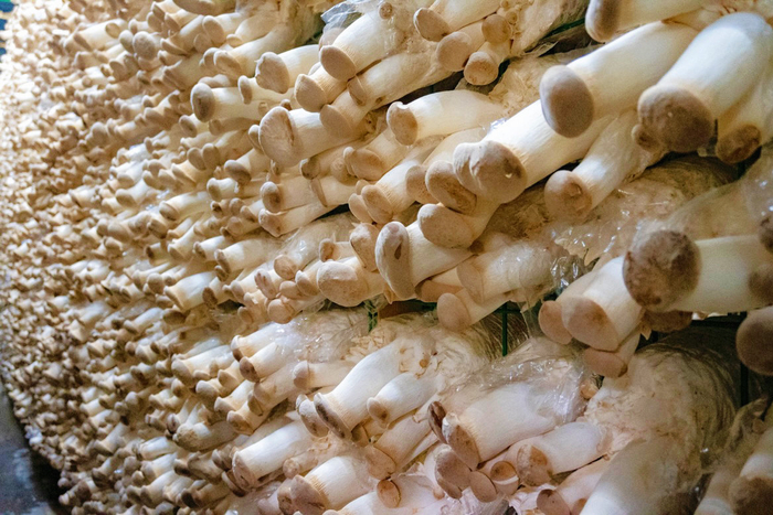 出菇房内的杏鲍菇。