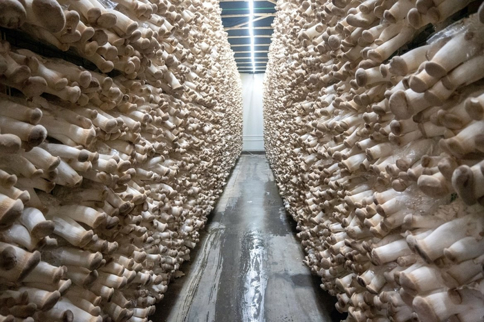 杏鲍菇的出菇房。