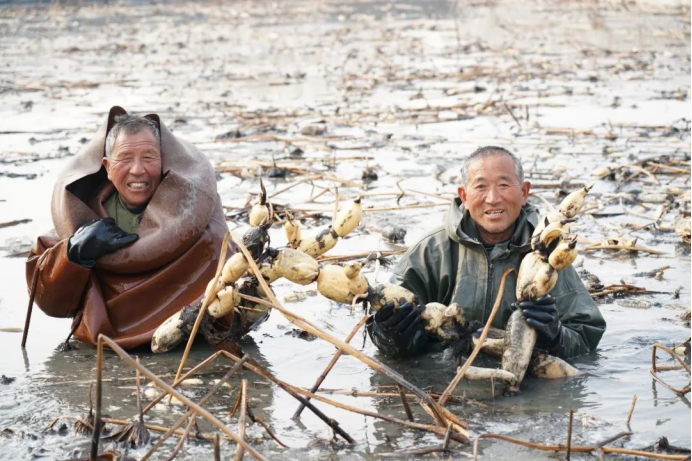 （济宁莲藕产业发展图景）