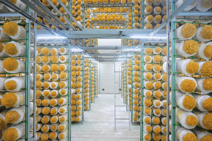 黄色金针菇的出菇房。