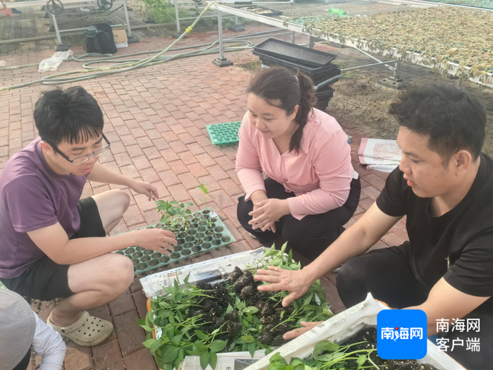 工作人员在打包辣椒苗。记者 利声富 摄