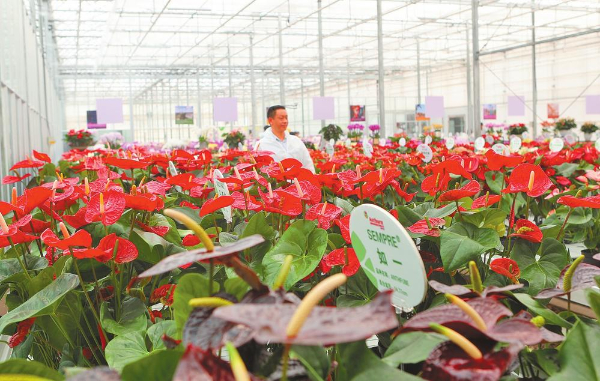 嵩明花卉基地 记者 黄兴能 摄