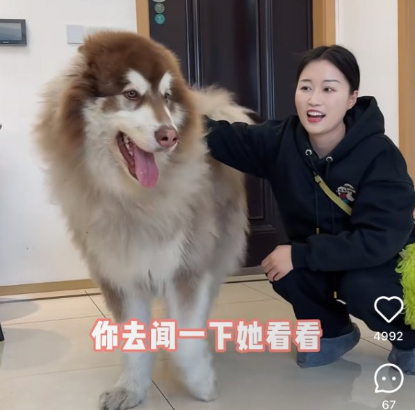 阿倩发布的宠托师工作视频。