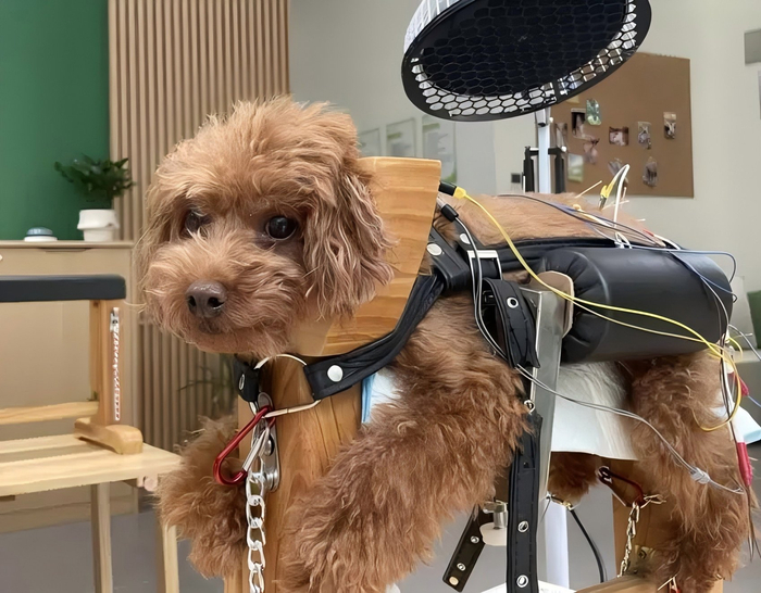 宠物在中医馆进行针灸治疗。受访者供图