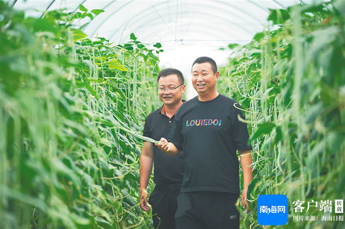 2月18日，乐东佛罗镇白玉豇豆基地，农户在查看即将收获的豇豆。海南日报全媒体记者 王程龙 摄