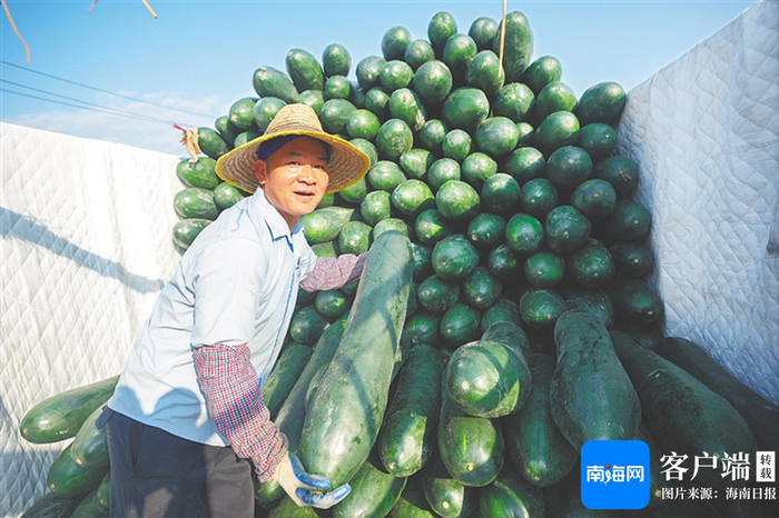 2月18日，乐东志仲镇田洋，农户将丰收的冬瓜搬到货车上。海南日报全媒体记者 王程龙 摄