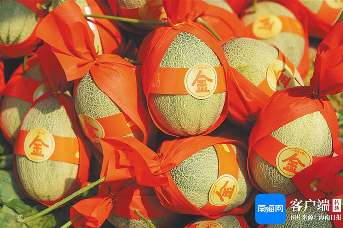 2月18日，乐东佛罗镇响地村蜜瓜种植基地，包装好的蜜瓜准备运往岛外市场。海南日报全媒体记者 王程龙 摄