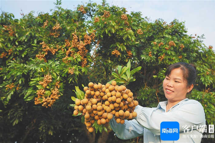 2月18日，在乐东千家镇汉小村龙眼种植园，农户展示采摘的龙眼。海南日报全媒体记者 王程龙 摄