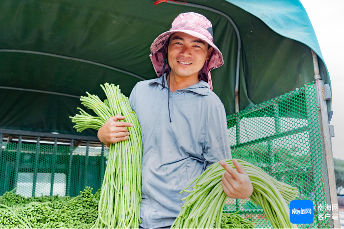 三亚种植的豇豆。记者 利声富 摄