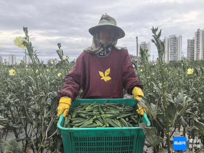 走俏市场的黄秋葵。记者 利声富 摄