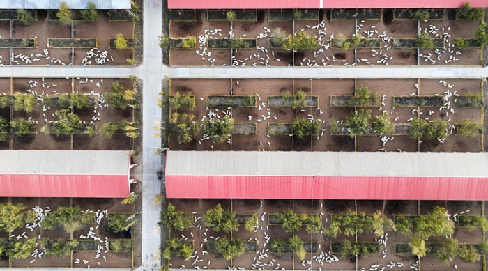 　　图为内蒙古巴彦淖尔市临河区富川现代肉羊产业科技示范园区的羊舍（无人机照片）。新华社记者 贝赫 摄