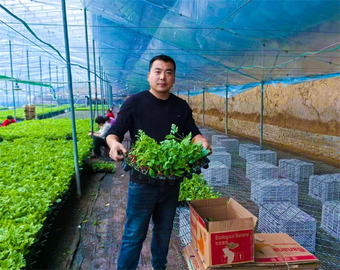 2月14日，蔡远航正准备给吊秧西瓜苗打包装车。受访者供图