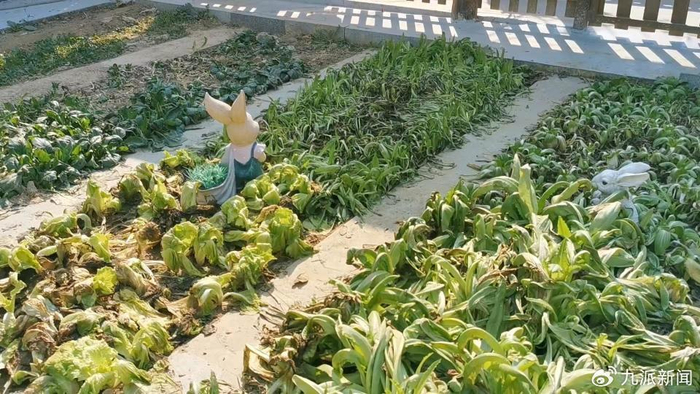 朱之文打理的小菜园。图/九派新闻　马婕盈