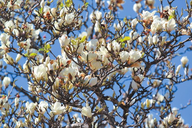 凤庆王家寨千年古玉兰。