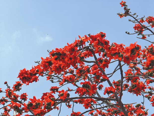 元江街头盛开的攀枝花。