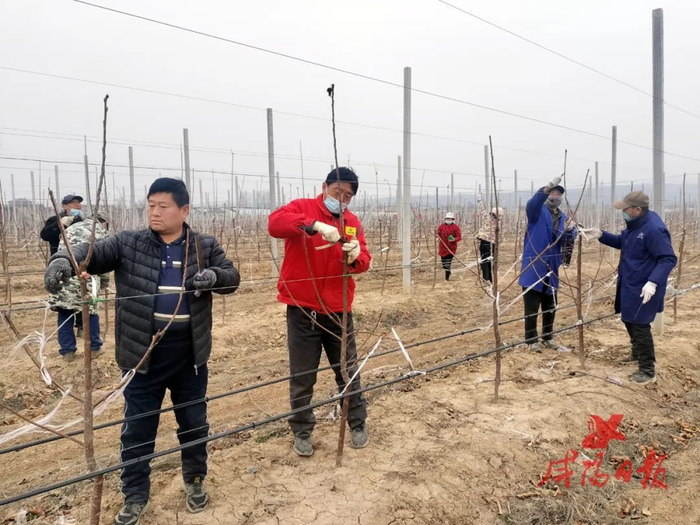 肖东村村民正在修剪车厘子树。咸阳日报全媒体记者 袁森 摄