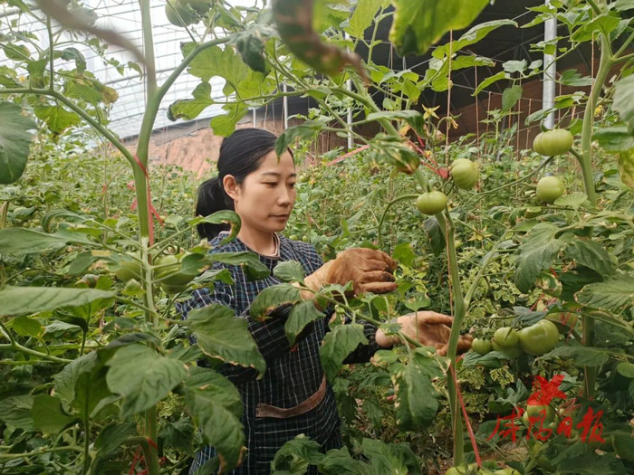 苏桃花正在给西红柿绕蔓。咸阳日报全媒体实习记者 郑祎 摄