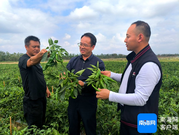 十八碗爱心助农工作队到临高加来县实地查看辣椒长势和品质。记者 路静 摄